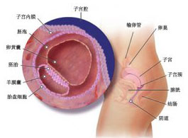 懷孕1周